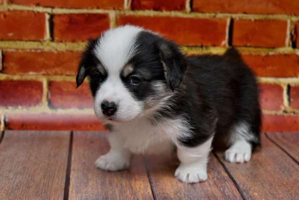 Щенки вельш корги пемброк в Москве фото 4