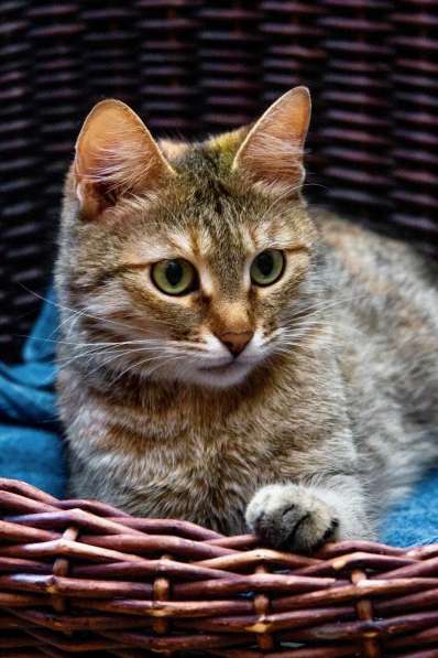 Полосатая кошечка Карамелька в добрые руки в Москве фото 13