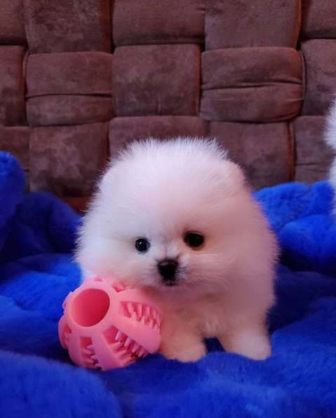 Чистокровные Щеночки Шпица в Москве фото 3