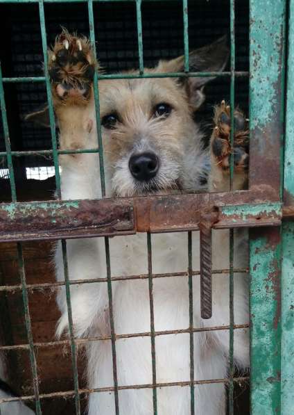 Обаятельная Скрепка ищет семью в Москве фото 10