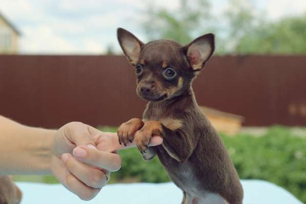 Щенки Русского той -терьера в Новосибирске фото 28