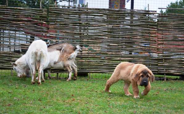 Puppies of Spanish Mastiff в фото 5