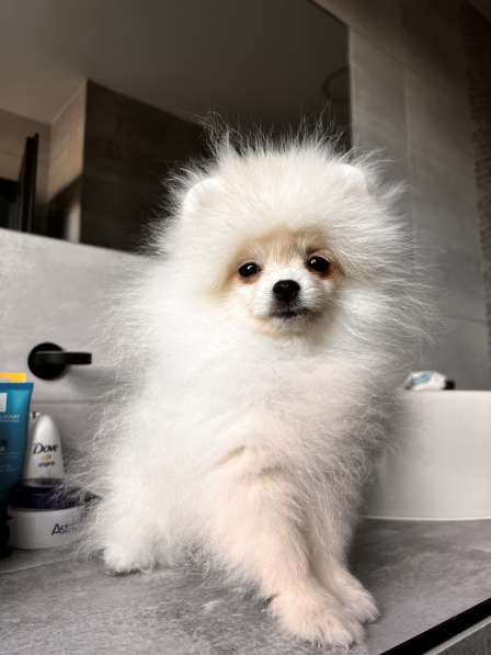 Pomeranian boy в 