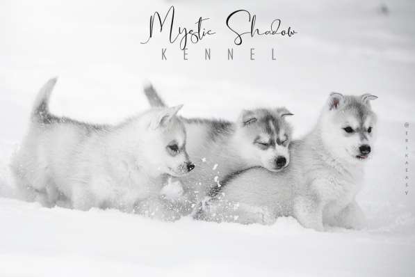 Verkauf von homogenen Welpen Rasse sibirischen Husky в фото 8