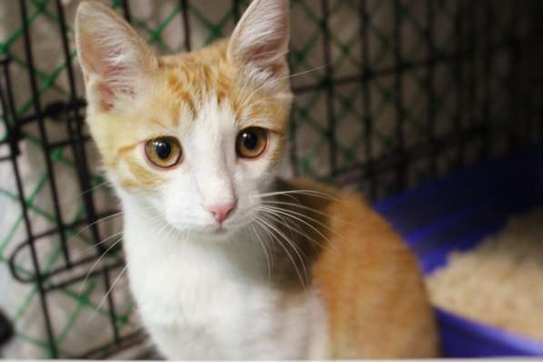 Маленький Тигр ищет любящих хозяев в Москве фото 5