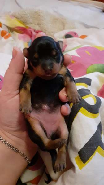 Той терьер щенки в Москве фото 7