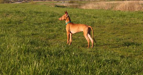 Щенки Фараоновой собаки в Санкт-Петербурге фото 20