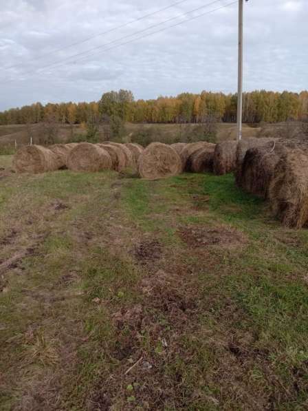 Продам сено в рулонах в Каменске-Уральском