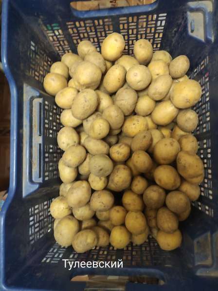 Картофель на посадку в Лобне