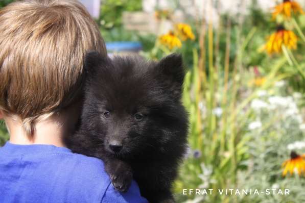 Щенки немецкого гросс-шпица в фото 7