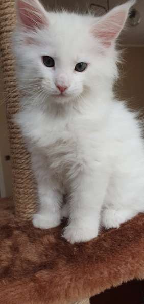 Котята Мейн-кун в Санкт-Петербурге фото 6