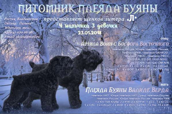 Щенок русского черного терьера в Владивостоке фото 7