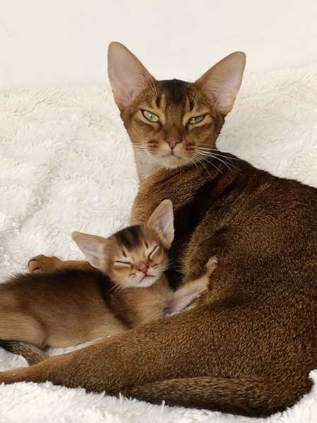 Абиссинская кошка красавица в любимицы в добрую семью в фото 4