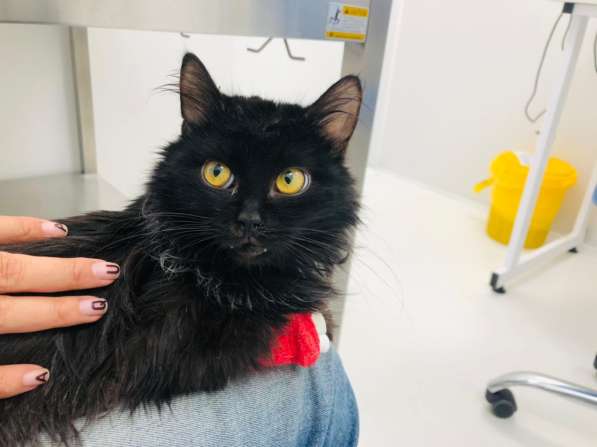 Красавец Пастернак ищет дом в Москве фото 10