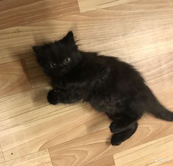 Черный сибирский в Санкт-Петербурге