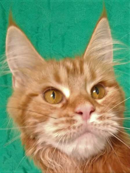 Красотка кремового солидного окраса из питомника Arktur в Тюмени фото 16