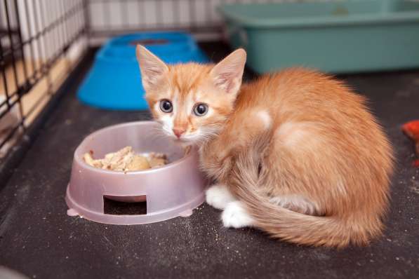 Застенчивая Роуз ищет понимающих хозяев