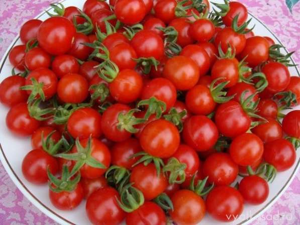 Рассада томатов, перца и огурцов в Петрозаводске фото 3