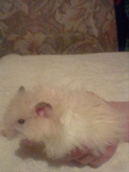 Продаются хомяки в фото 5