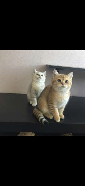 Шотландские котята в Сочи фото 6