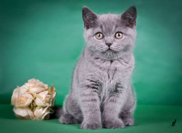Британский котенок от Чемпиона мира в Санкт-Петербурге фото 5