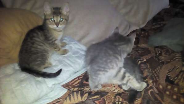 Подарю в добрые, заботливые руки! в Санкт-Петербурге фото 3