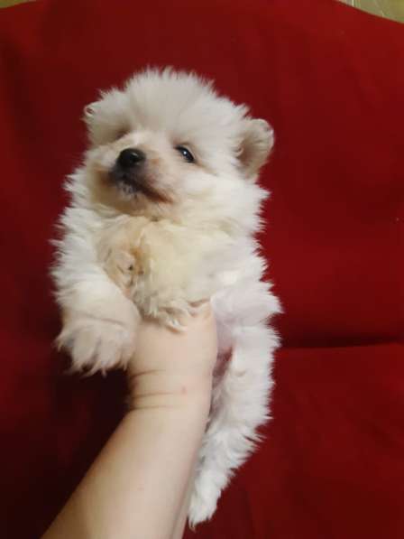 Шпиц мальчик в Москве фото 5