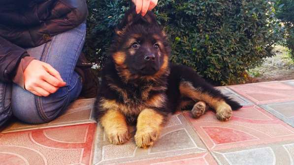 Щенки овчарки Питомник в фото 30