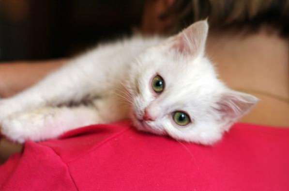 Белоснежный котенок ищет заботливую семью. в Москве фото 5