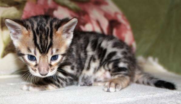 Бенгальский мальчик №3 в Санкт-Петербурге фото 10