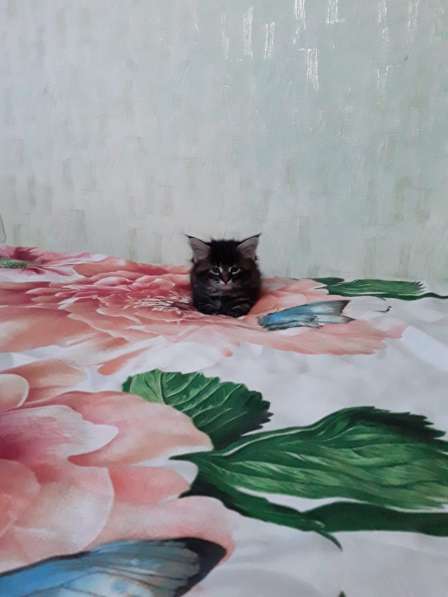 Котенок Мейн Кун в Новороссийске фото 3