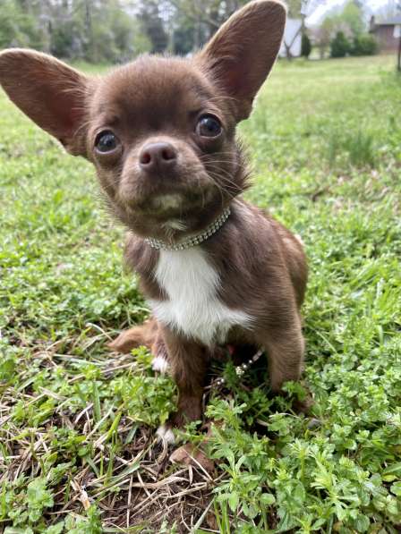Chihuahua puppy в фото 4