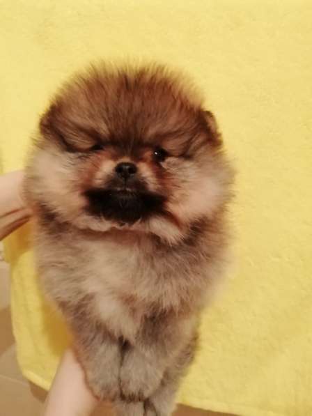 Pomeranian в фото 11