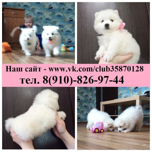 Щеночки самоедской лайки в Кинешме