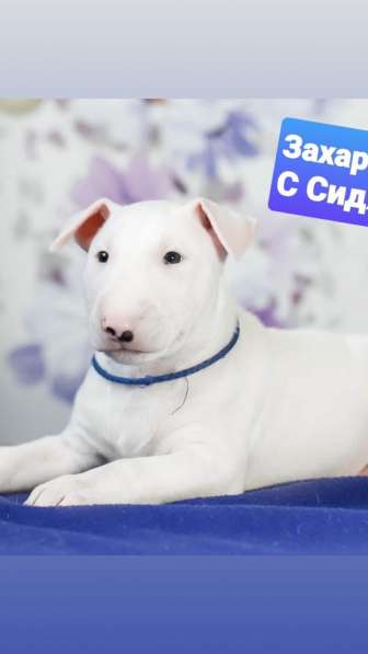 Щенок стандартного бультерьера в Екатеринбурге фото 5