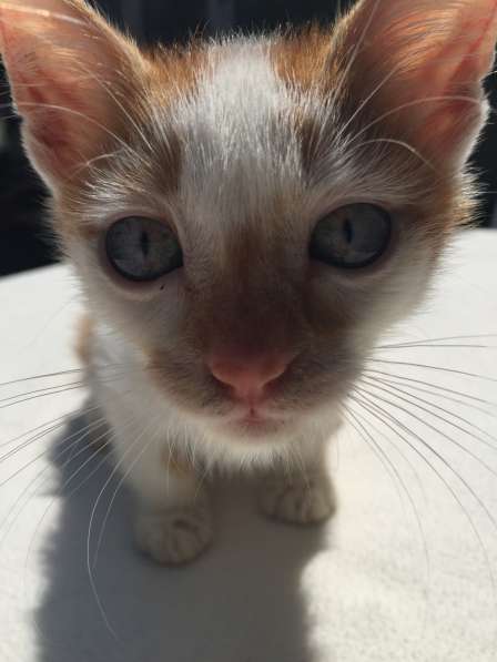 Котята в Кисловодске фото 81