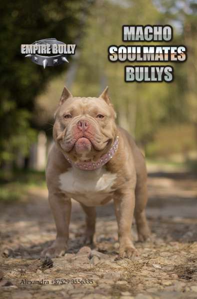 Американский булли. Щенки в фото 4