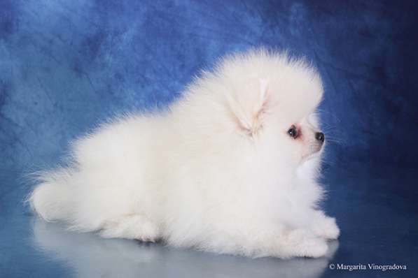 Девочка померанский шпиц шоу класс в Санкт-Петербурге фото 8