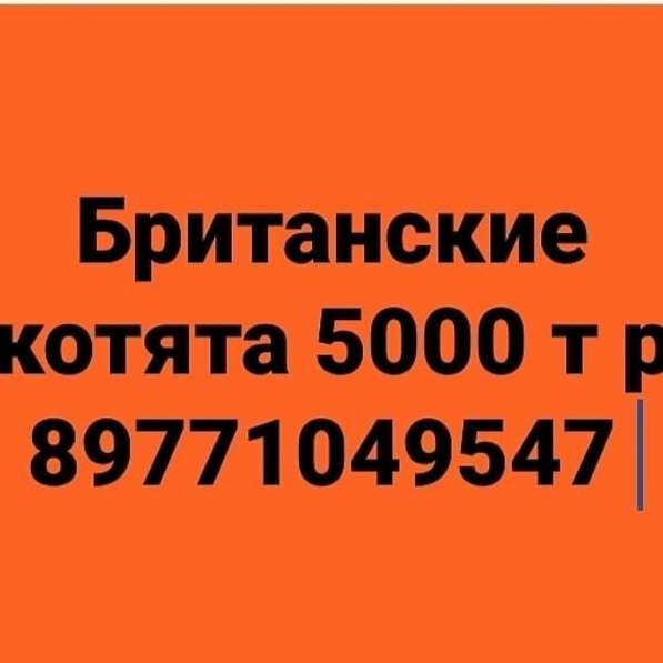 Британские котята плюшевые возрастом 6 недель СРОЧНО в Москве фото 6