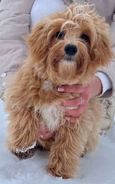 Maltipoo F - 1