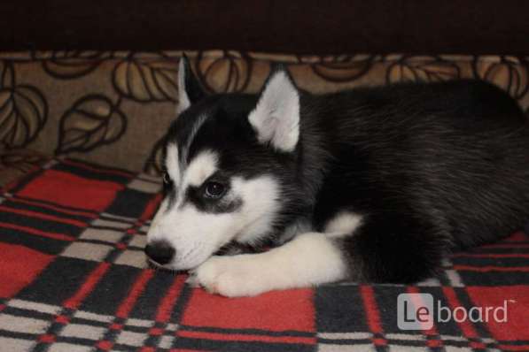 Щенки Сибирский хаски в Санкт-Петербурге фото 9