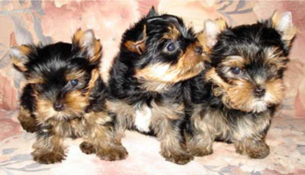 Щеночки йоркширского терьера в Москве