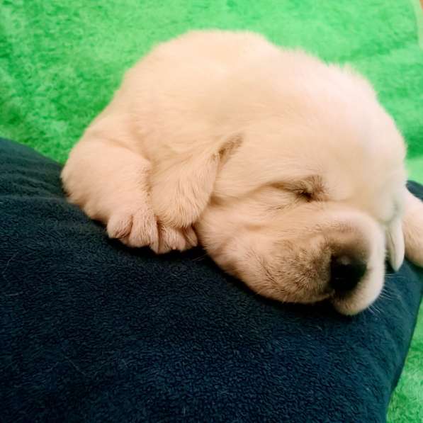 Очень красивые щенки лабрадорар в Иркутске фото 11