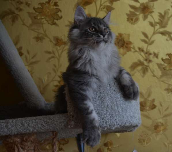 Свободны шикарные котята мэйн-кун редких окрасов в Ярославле фото 5