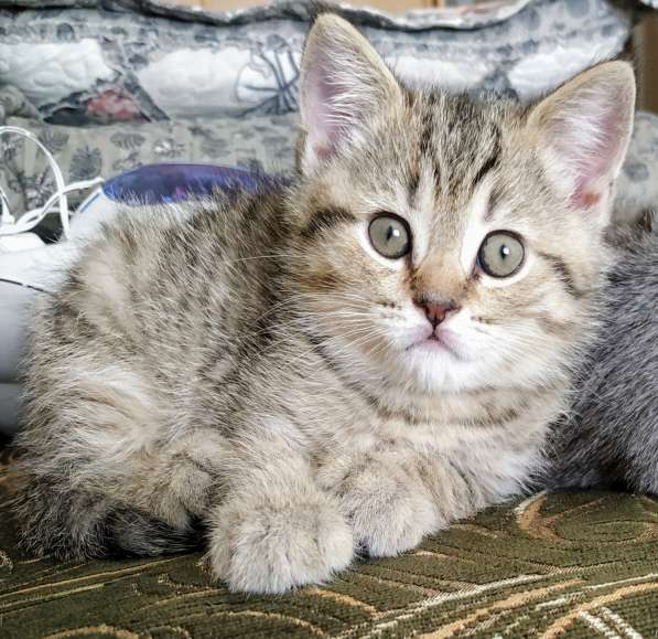 Шотландские котята в Москве фото 16