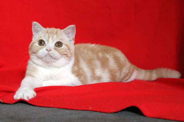 Рыжий шотландский котенок в Ростове-на-Дону