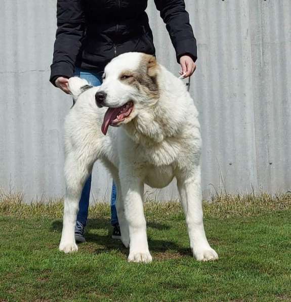 Central Asian Shepherd, Best Puppy Breed в фото 8