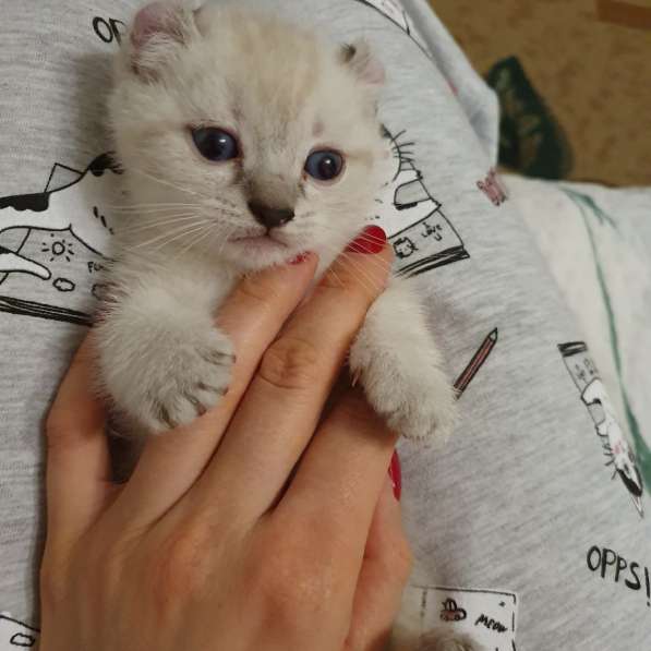 Котята породы Кинкалоу в Санкт-Петербурге