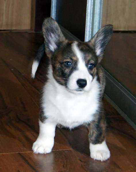 Щенки вельш корги кардиган в Москве фото 13