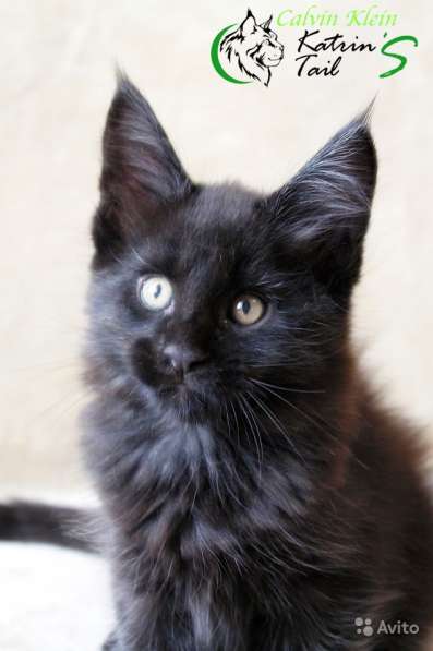 Мальчик Мейн-Кун Calvin Klein в Санкт-Петербурге фото 3